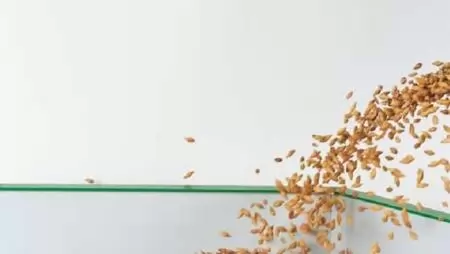 Védelem  az első naptól – Bayer csávával sose kerül csávába