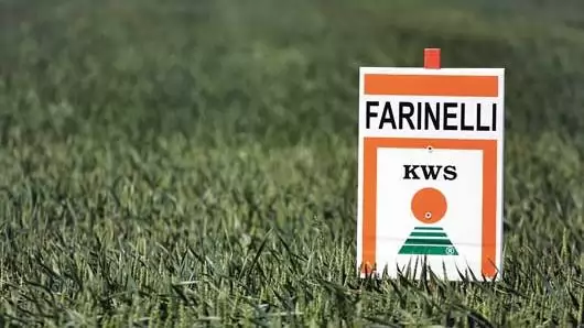 Kedvelt franciák – Attraktív növény lehet a búza a vetésforgóban