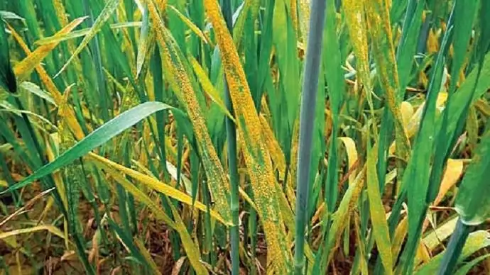 Cheminova tavaszköszöntő - Az egészséges növényállomány alapjaiért