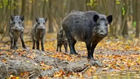 Vadak harmincadjára?