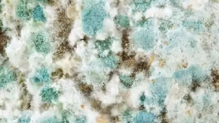 Veszélyes méreganyagok – A penészgombák által szennyezett takarmány hatásai az állati szervezetre