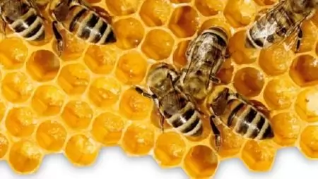 Titokzatos összeomlás – Aktuális helyzetkép a hazai méhpusztulásokról