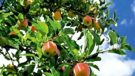 Egészséges élelmiszert az asztalra, a termőföldtől az asztalig – Okszerű védelem