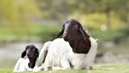 Vedlőgyapjasak és szőrösek – Gyengébb termőhelyi körülményekhez alkalmazkodó juhfajták