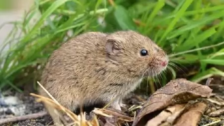 Pocoknépesség idén – Aktuális teendők és védekezési tanácsok a vadak védelme mellett