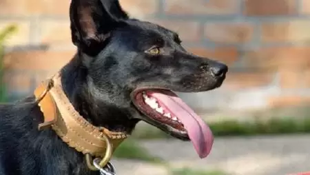 Munkakutya a javából – Sima szőrű magyar terelőnk: a sinka