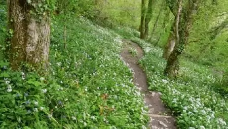 Néma gyógyítók – Az ég orvosa és a tavasz első hírnöke: az aloe és a medvehagyma
