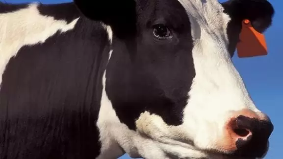 Napi egy millió liter – A tejágazat kulcskérdései kvóta előtt és kvóta után