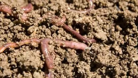 Talajművelés és talajélet – „2015 a talajok nemzetközi éve”