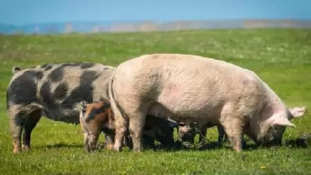 Egy csapásra 22 – Az áfacsökkentés várható hatásai a sertéstartásra és a húsfogyasztásra