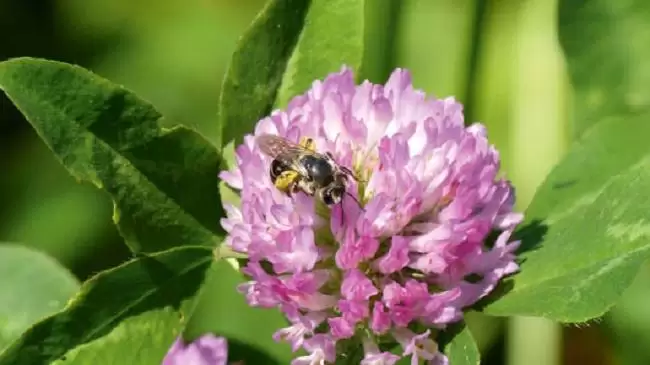 Zöldítéssel a biológiai  sokszínűségért
