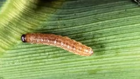 Figyeljünk a kukoricamolyra!