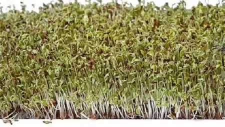 Ehető füvek és csírák