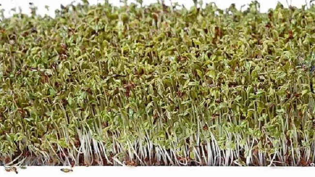 Ehető füvek és csírák