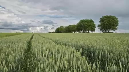 Megysto – a kalász védelmére