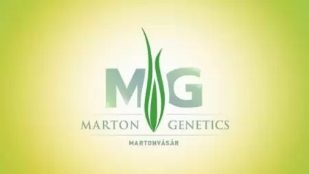 Repcekörkép  Nyugat-Magyarországon – A Marton Genetics hibrid vetőmagjaival  minden körülményre megoldást nyújt 
