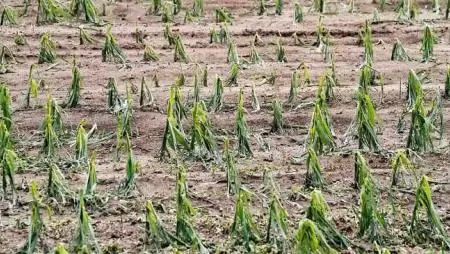 Pokoli (j)égindulás után – Folytatjuk az erdőhátiak történetét: menteni, ami menthető