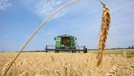 Búzaexportunk kilátásai 2015/2016-ban – Az unió piacán főleg az egyenletesen magas minőségre van kereslet