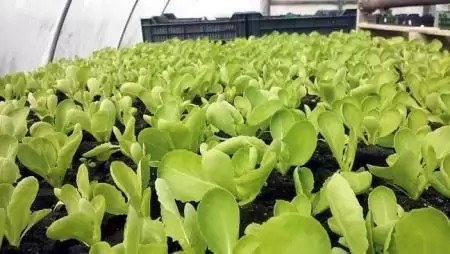 Közmunka pró és kontra – Avagy vissza a munka világába?