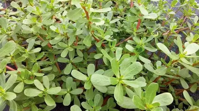 Együk magunkat egészségesre! – Az avokádóból krém készíthető,  a kövér porcsin pedig a kertünkben is szedhető