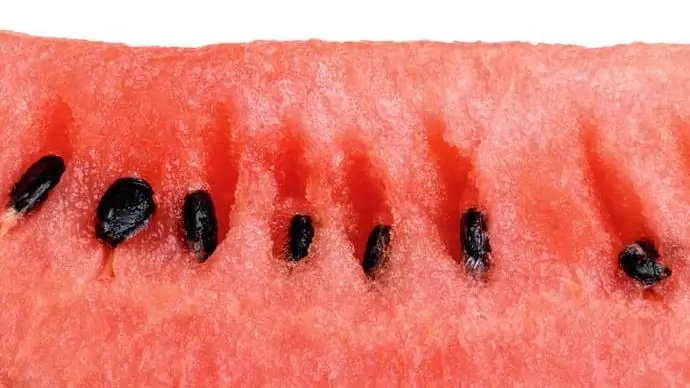 Finom gyümölcs ez a zöldség – Dinnye, dinnye, dinnye – sárga is, görög is