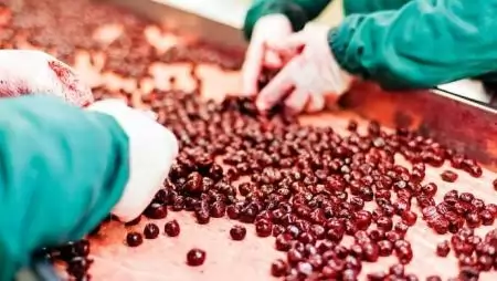 Post harvest a zöldség- gyümölcs ágazatban