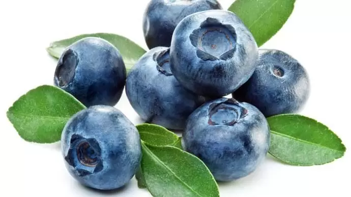 Bogyósgyümölcsűek – Feltörőben az áfonya és a fekete bodza termesztése