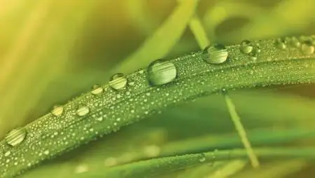 A hormonhatású gyomirtó szerek a 21. században is nélkülözhetetlenek