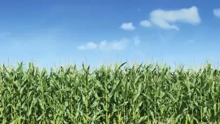 Gyenge kukoricatermés az EU-ban – Milyen exportkilátásai vannak a magyarországi kukoricának?