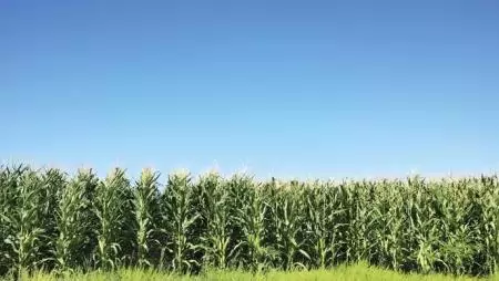 Szemenszedett időjárás – A 2015. évi kukoricatermesztés fontosabb jellemzői Magyarországon