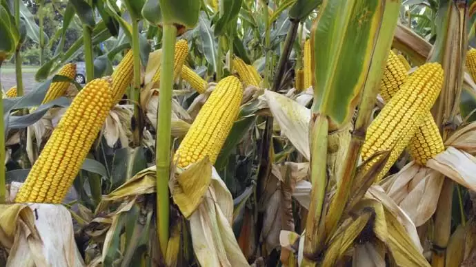 Ár-érték arány: jeles – Az RAGT-kukoricahibridekből több hozható ki, mint gondolná