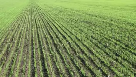 Tavaszi védekezés hormonhatású gyomirtó szerekkel