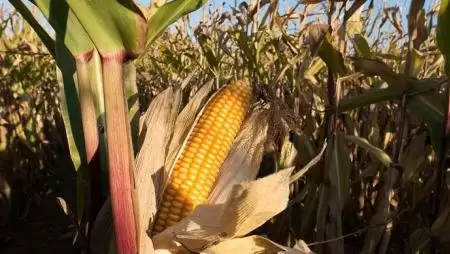 Vetőmag katalógusok 2016