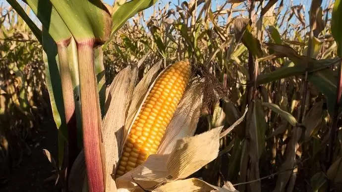 Vetőmag katalógusok 2016