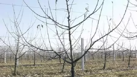 Készítsük fel kertjeinket időben a téli mínuszokra! – 10 tipp a gyümölcsültetvények téliesítésére