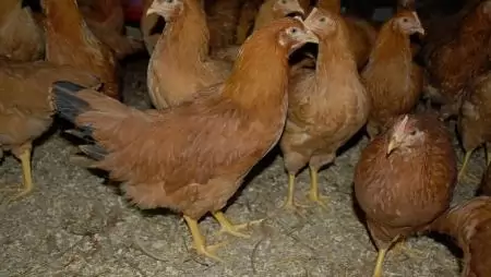 A gödöllői Haszonállat-génmegőrzési Központ (HáGK) kisállattenyésztéssel kapcsolatos génmegőrzési és kutatási tevékenysége