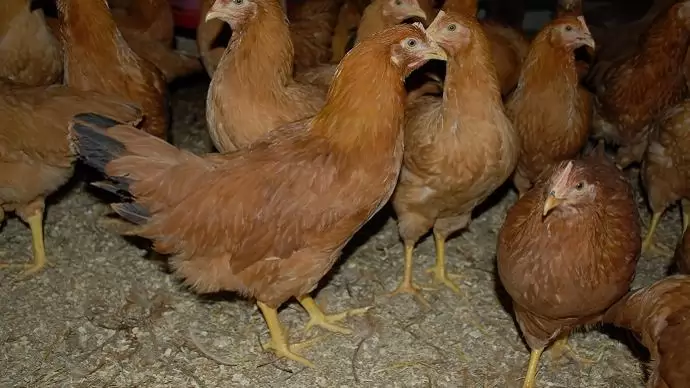 A gödöllői Haszonállat-génmegőrzési Központ (HáGK) kisállattenyésztéssel kapcsolatos génmegőrzési és kutatási tevékenysége