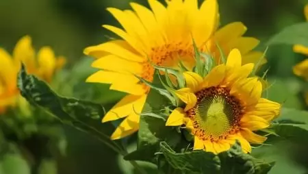 Még több termést ígér a Syngenta napraforgó portfóliója 