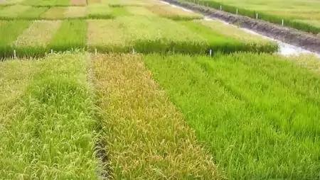 Új agrár-innovációs központ épülhet Martonvásáron