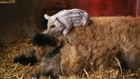 FM: a mangalica nemcsak a termelőknek, hanem az államnak is jó befektetés 