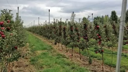 Pályázatkészítés – Bábolna – Som-Tan Kft.