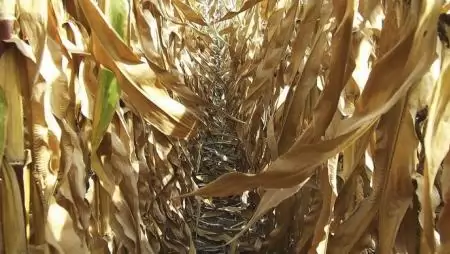 Tapasztalatok  Hajdú-Bihar megyéből