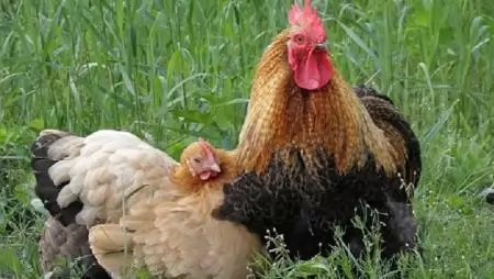 A Baromfi Terméktanács elnöke a baromfihúsra is alacsonyabb áfát szeretne