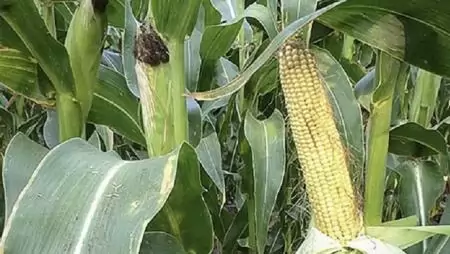 A Leafy silók térnyerése – Újdonsült Leafy silóhibridek a Marton Genetics portfóliójában