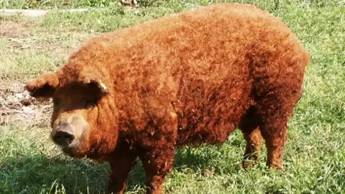 Támogatás a védett őshonos és veszélyeztetett mezőgazdasági állatfajták genetikai állományának in situ megőrzéséhez