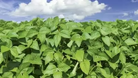 80%! Ennyivel emelkedett a szója vetésterülete Magyarországon