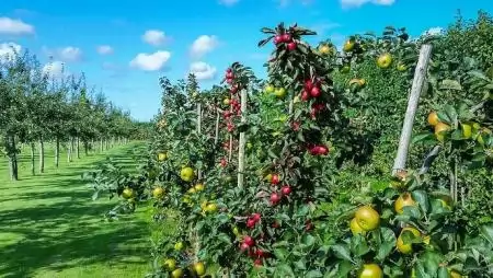 Kertészek figyelem! – Az ültetvénytelepítési támogatásoknál ismét a gyorsaság a mérvadó