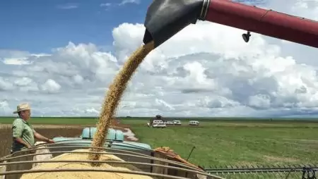 A cél nemes,  az út rögös – Mikor térhetünk át a GMO-mentes szója  kizárólagos használatára?