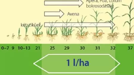 Huszár aktív –  a magyar huszár