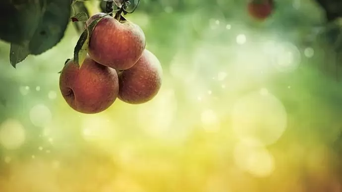 Nem terem eleget a tudás fája – A nyereséges almatermesztés alapja az intenzív művelés